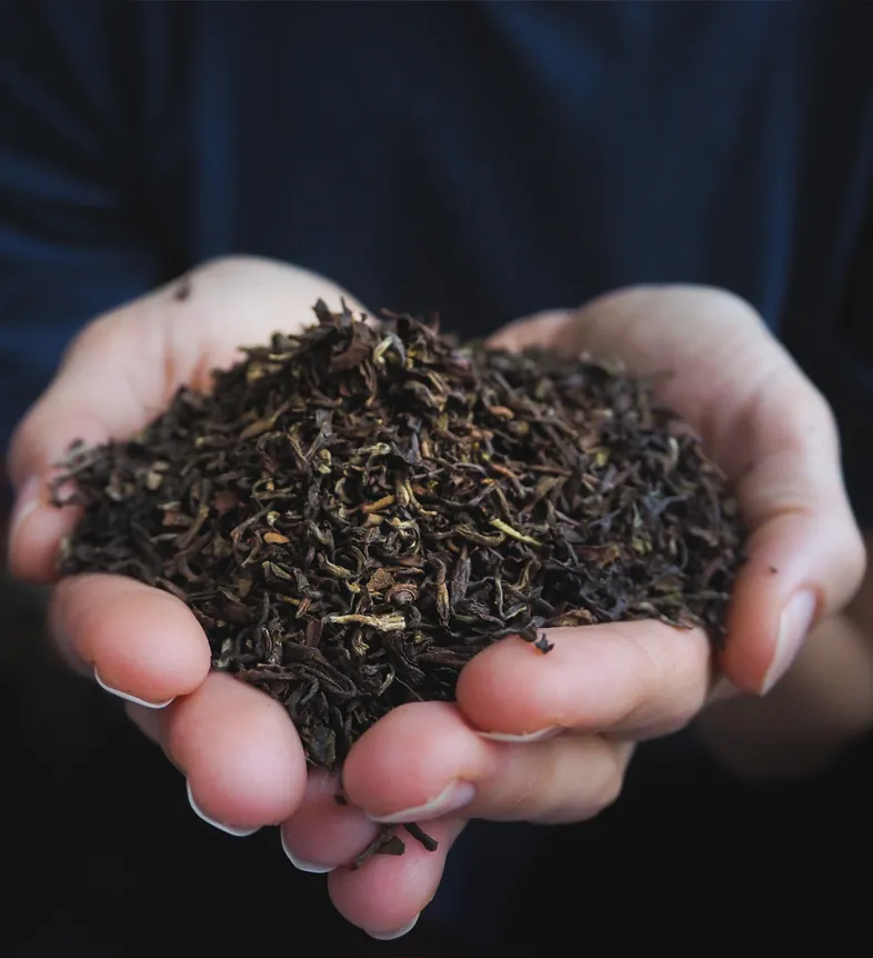 Wellness & Conscious Premium